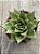 Echeveria agavoides lipstick - Imagem 3