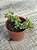 Crassula monticola - Imagem 3