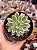 Echeveria green emerald variegata - Imagem 1