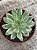 Echeveria green emerald - Imagem 3