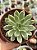 Echeveria green emerald - Imagem 1