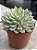 Echeveria green emerald - Imagem 2