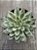 Echeveria green emerald - Imagem 3