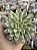 Echeveria green emerald - Imagem 1