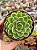 Echeveria lime and chime - Imagem 1