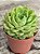 Echeveria lime and chime - Imagem 3