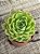Echeveria lime and chime - Imagem 2