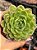 Echeveria lime and chime - Imagem 1