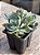 Echeveria angel - Imagem 2