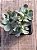 Echeveria angel - Imagem 3