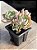 Echeveria angel - Imagem 2