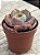 Echeveria beyonce rainbow - Imagem 2