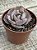 Echeveria Beyonce rainbow - Imagem 3