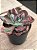Echeveria beyonce rainbow - Imagem 2