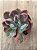 Echeveria beyonce rainbow - Imagem 3