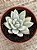 Pachyveria simonoasa variegata - Imagem 3