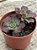 Aeonium híbrido de Lemon lime (semente) - Imagem 2