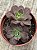 Aeonium híbrido de Lemon lime (semente) - Imagem 3