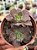 Aeonium híbrido de Lemon lime (semente) - Imagem 1
