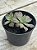 Aeonium híbrido de Lemon lime (semente) - Imagem 2
