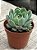 Echeveria lara - Imagem 2