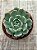Echeveria lara - Imagem 3