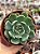 Echeveria lara - Imagem 1