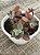 Echeveria golden tower (colônia) - Imagem 2