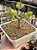 Crassula arborescens (bonsai) - Imagem 1
