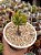Crassula arborescens - Imagem 1