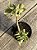 Crassula arborescens (bonsai) - Imagem 2