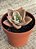 Graptoveria albert baynes - Imagem 3
