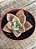 Graptoveria albert baynes - Imagem 2
