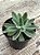 Echeveria setosa hb. - Imagem 2