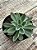 Echeveria setosa hb. - Imagem 1