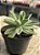 Echeveria setosa híbrida - Imagem 2