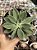 Echeveria setosa híbrida - Imagem 1