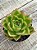Echeveria agavoides híbrida - Imagem 1