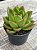 Echeveria agavoides híbrida - Imagem 2