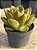 Echeveria agavoides híbrida - Imagem 2