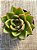 Echeveria agavoides híbrida - Imagem 3