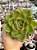 Echeveria agavoides híbrida - Imagem 1