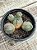 Euphorbia globosa - Imagem 1