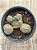 Euphorbia globosa - Imagem 3