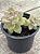 Graptopetalum victor kane (duas cabeças) - Imagem 2