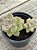 Graptopetalum victor kane (duas cabeças) - Imagem 3