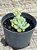 Sedum hintonii - Imagem 3