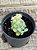 Sedum hintonii - Imagem 2