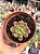 Graptoveria chanel - Imagem 1