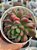 Graptoveria chanel - Imagem 1